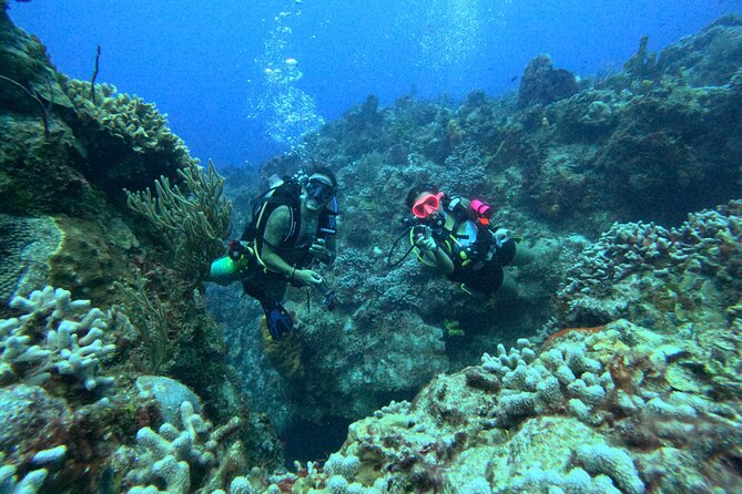 Enjoy two dives without previous experience with a boat trip - Cozumel National Park: What you’ll likely see