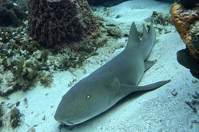 Enjoy two dives without previous experience with a boat trip - Reef choice depends on currents and timing