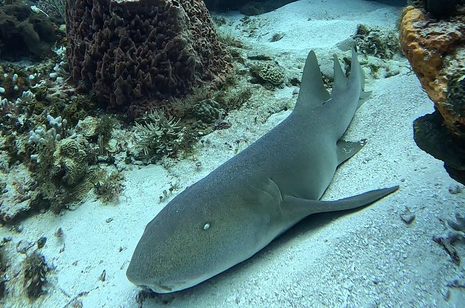 Enjoy two dives without previous experience with a boat trip - Staff attention is a big part of the value