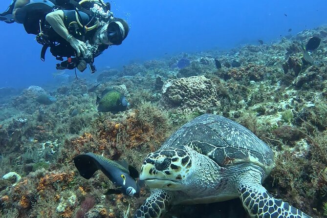 Enjoy two dives without previous experience with a boat trip - Price and value: does $227.43 make sense?
