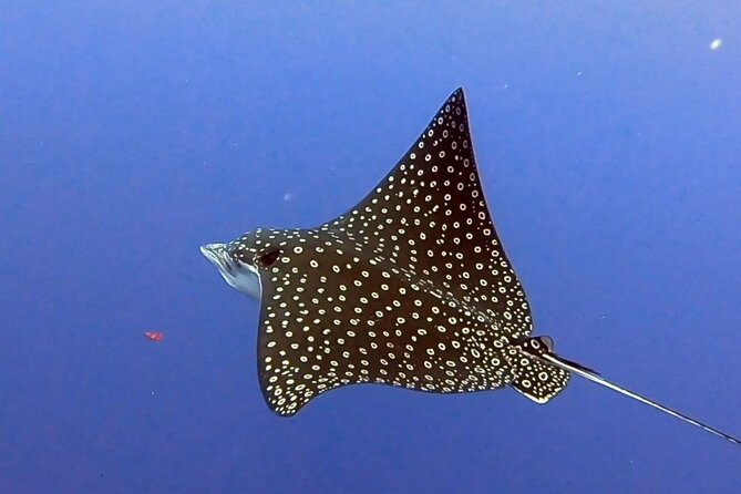 Enjoy two dives without previous experience with a boat trip - Boat timing and how the day will feel