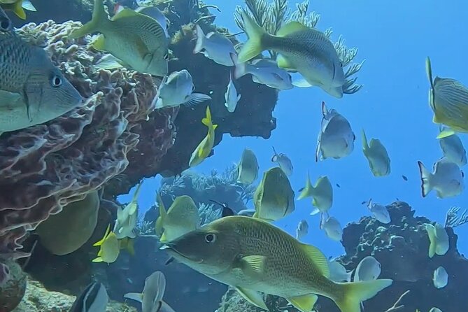 Enjoy two dives without previous experience with a boat trip - Safety at 12 meters: what “Basic Diver” really means
