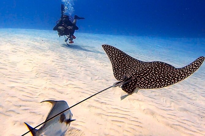 Enjoy two dives without previous experience with a boat trip - The 5-Hour Flow: From Theory to Reef Time (and a meal)