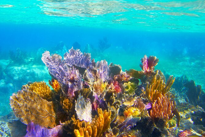 Exclusive Private Boat to El Cielo - Palancar Reef and Colombia Deep Reef: two short stops with big payoff