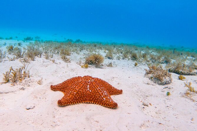 Exclusive Private Boat to El Cielo - Playa El Cielo for 1.5 hours: starfish, clear shallows, and easy swimming