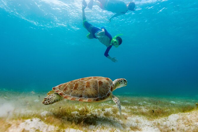 Exclusive Private Boat to El Cielo - What’s included: equipment, fruit, ceviche, and the after-snorkel bar