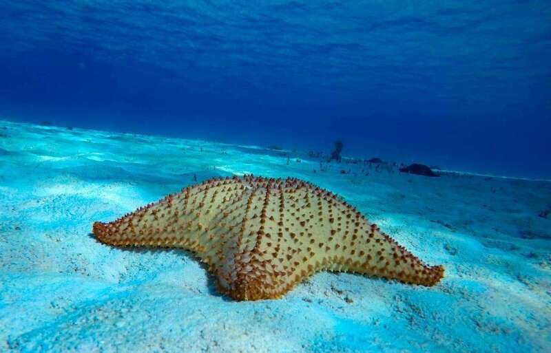 From Cozumel: 3 Reefs Boat Tour with Drinks and Snorkeling - Key highlights at a glance