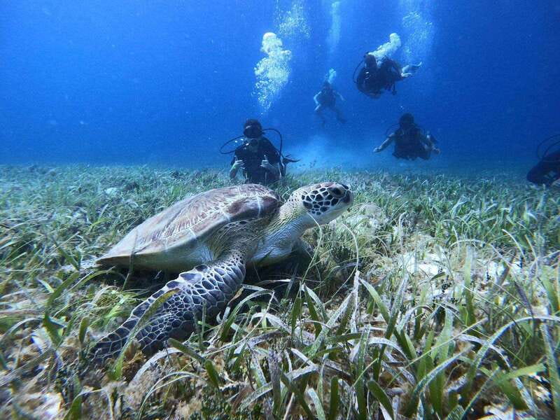 From Cozumel: Chankanaab Cozumel Scuba Diving - Why certified and non-certified both make sense here