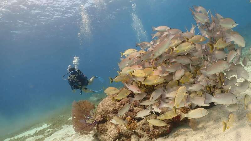 From Cozumel: Chankanaab Cozumel Scuba Diving - Price and value: the math that actually matters