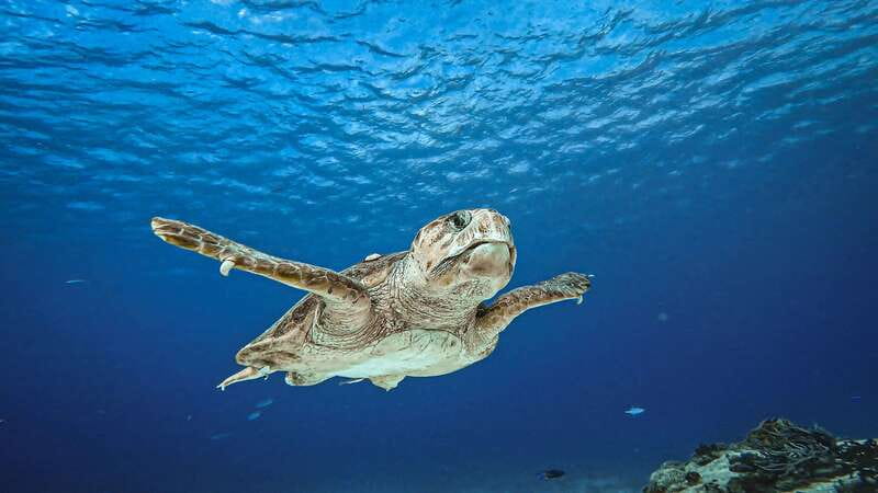From Cozumel: Double Tank Scuba Diving for Certified Divers - Two-tank reef time in Cozumel’s national marine park waters