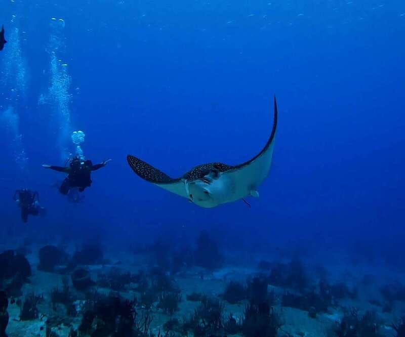 From Cozumel: Double Tank Scuba Diving for Certified Divers - Price and what you really pay for in Cozumel