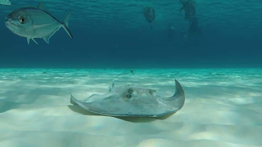 From Cozumel: El Cielo Beach by Catamaran Snorkeling Tour - El Cielo: starfish scenery plus guided time you can actually enjoy
