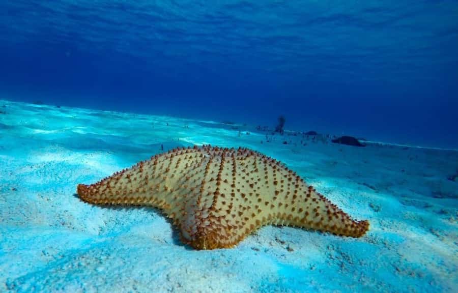 From Cozumel: El Cielo Beach by Catamaran Snorkeling Tour - Turtle bay and Playa el Cielito: rays, turtles, and the fun of variety