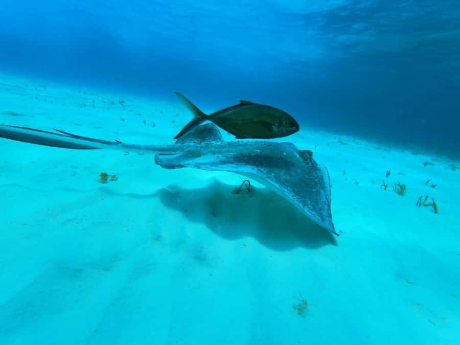 From Cozumel: El Cielo Beach by Catamaran Snorkeling Tour - Who this trip fits best (and who should skip it)