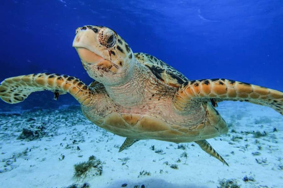 From Cozumel: Starfish, Stingrays and the Turtle Sanctuary - Key things that make this snorkel trip worth your time