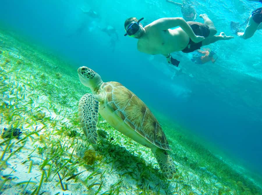 From Cozumel: Starfish, Stingrays and the Turtle Sanctuary - What you’re really buying: variety, not just snorkeling