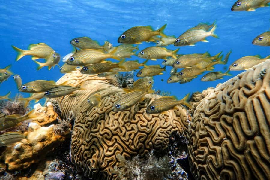 From Cozumel: Starfish, Stingrays and the Turtle Sanctuary - El Cielito beach: shallow stingrays and the best kind of calm