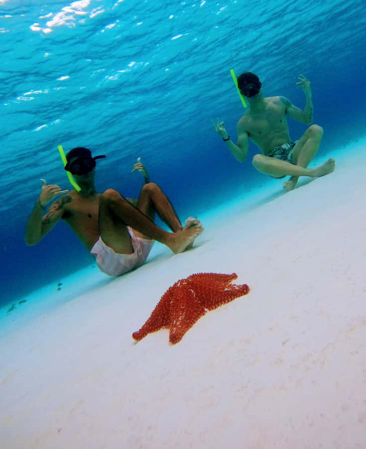From Cozumel: Starfish, Stingrays and the Turtle Sanctuary - Cozumel Turtle Bay sanctuary: sea turtles up close