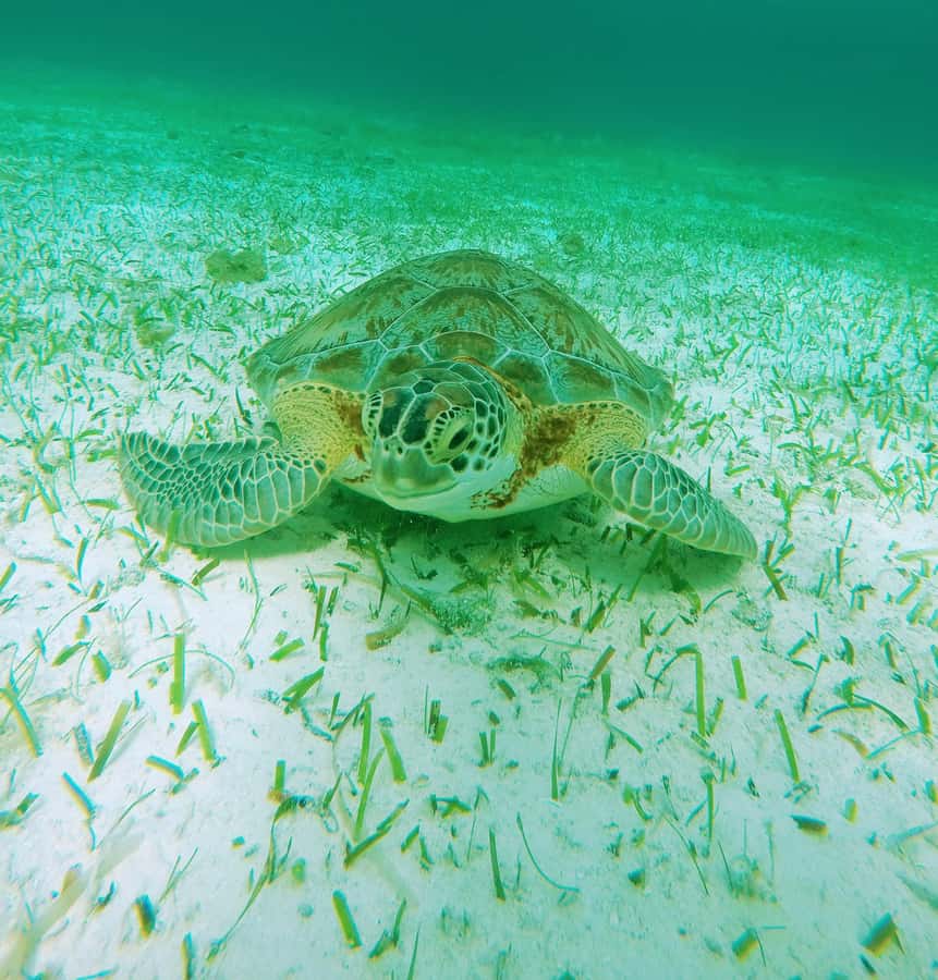 From Cozumel: Starfish, Stingrays and the Turtle Sanctuary - What’s included after you snorkel: snack, drinks, and a little cooldown