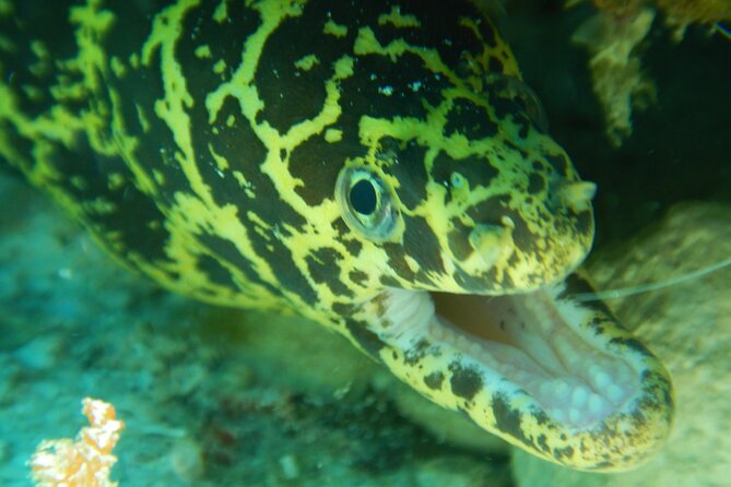 Fun dives Cozumel south marine park - Cozumel’s South Marine Park: Why This Area Gets Picked