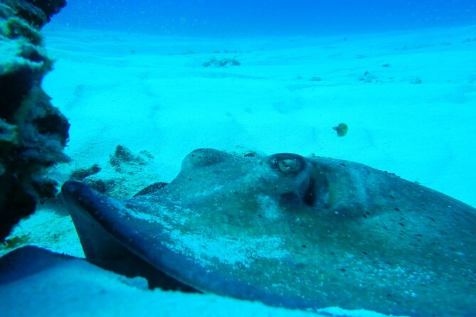 Fun dives Cozumel south marine park - The Underwater Plan: Drift Over Coral and Wall-Spot Variety