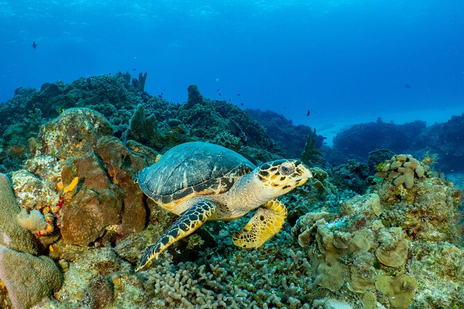 Fun dives Cozumel south marine park - On-Boat Comfort: Fruit, Water, Lunch, and Keeping It Simple