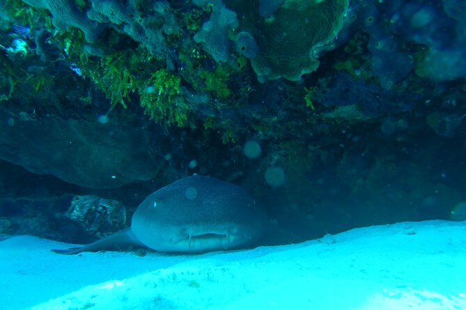 Fun dives Cozumel south marine park - Price and Value: What $105 Covers (and What It Doesn’t)