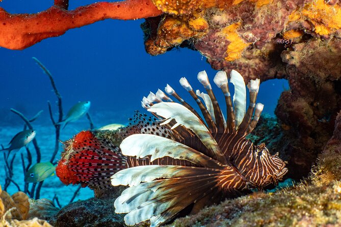Fun dives Cozumel south marine park - Logistics on Cozumel: Pickup, Taxis, and Site Distance