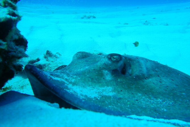FunDiving in Cozumel - By Ferry - 2 Tanks in the wonderful Caribbean sea - Gear, Tanks, Weights, and the Two Common Add-Ons