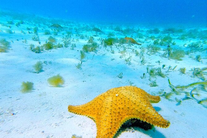 Get to know heaven on earth with Chivis del mar private - Stop 3: El Cielito knee-deep snorkeling plus ceviche at the end