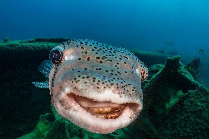 Introductory Diving Class in the Cozumel Reefs - What the Instructor Presence Adds (Especially for First-Timers)