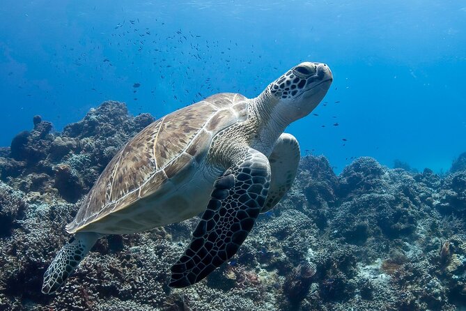 Introductory Diving Class in the Cozumel Reefs - Meeting Point and Pickup: Easy Start, No Guesswork