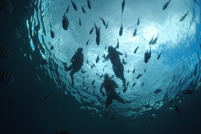 Invisible Boat Snorkeling Tour - The Invisible Boat: What You Actually Get to See