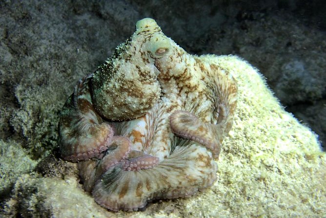 Night Snorkeling - Observation of octopus and other species - What You Might See: Octopus, Squid, Eels, Rays, and More