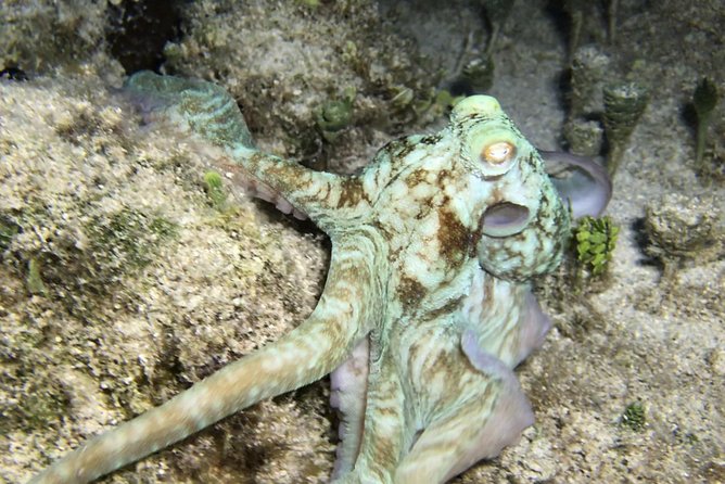 Night Snorkeling - Observation of octopus and other species - Reviews-Backed Expectations: What’s Actually Different Here