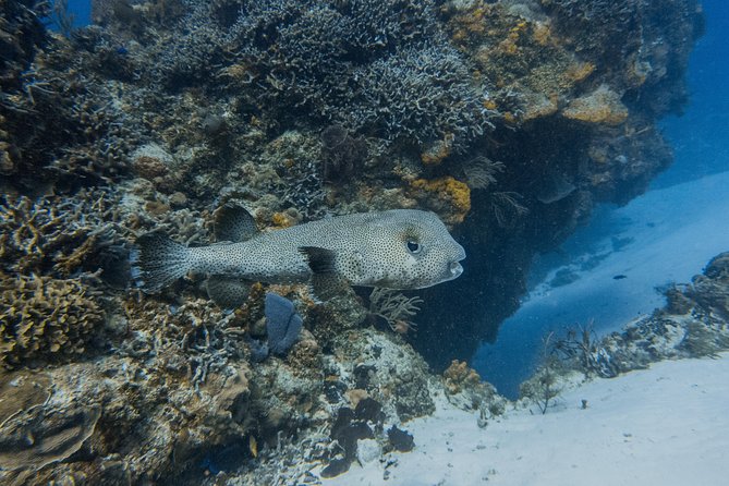Open Water Course Cozumel - Open-water training around the Mayan Riviera and Cozumel