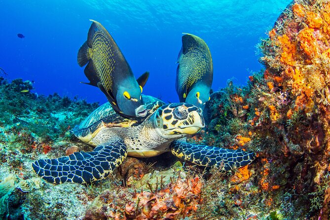 PADI Discover Scuba Diving Tour in Cozumel - Entering The Day: Meeting at Pro Dive International (Occidental Cozumel)