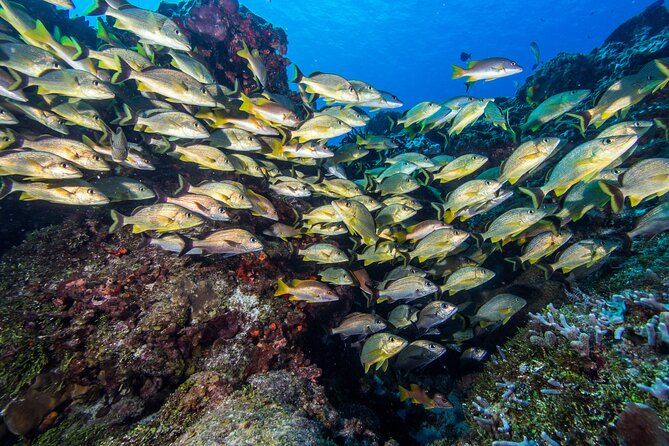 PADI Discover Scuba Diving Tour in Cozumel - Equipment and Instruction: Included Means You Can Travel Lighter