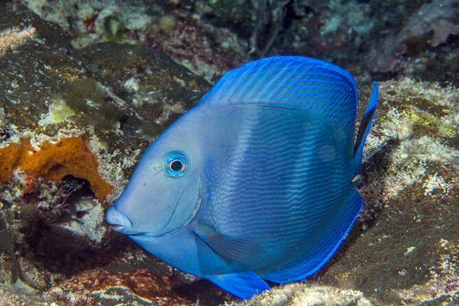 PADI Discover Scuba Diving Tour in Cozumel - The Cozumel Reef Factor: Why Two Boat Sessions Are Worth It