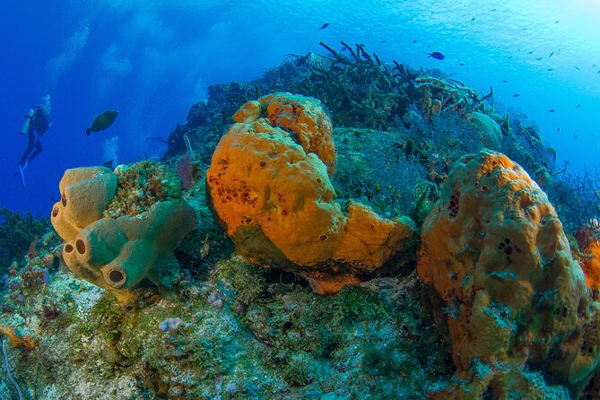 PADI Discover Scuba Diving Tour in Cozumel - Price and Value: Where the $207 Goes (and What Costs Extra)