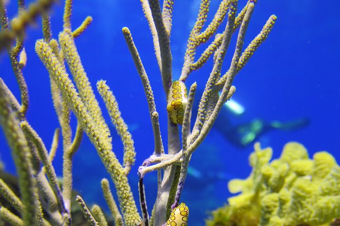 PADI Discover Scuba Diving Tour in Cozumel - Logistics Reality Check: Cozumel Meeting Point, Not Playa Transfers