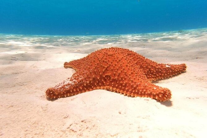 Private snorkeling tour to El Cielo - Key highlights to know before you go