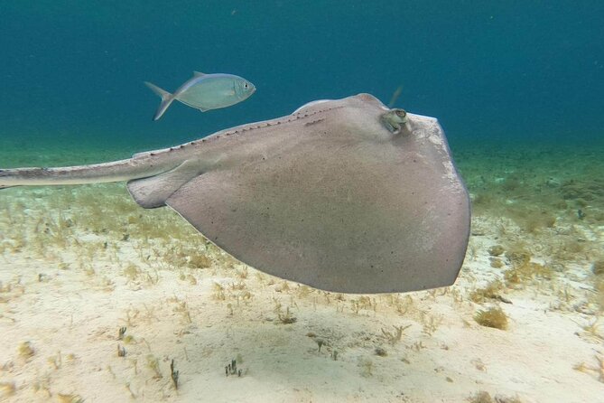 Private snorkeling tour to El Cielo - Starfish Sand, Reef Fish, and a Day That Feels Private