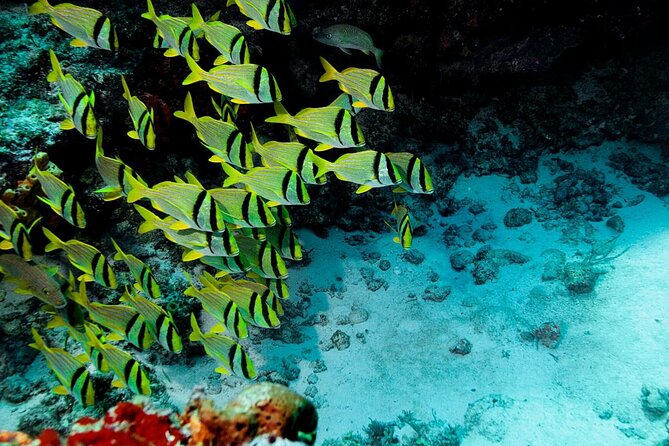Private Tour in Cozumel El Cielo Sandbar and Reef Snorkeling - Key highlights worth planning for
