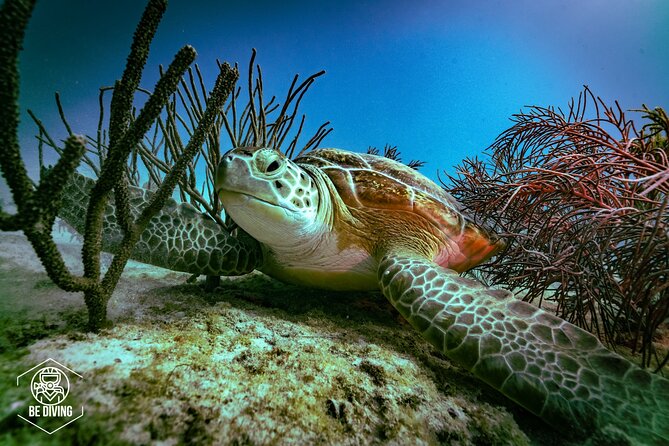 Scuba Diving in Cozumel Island - Key Points at a Glance