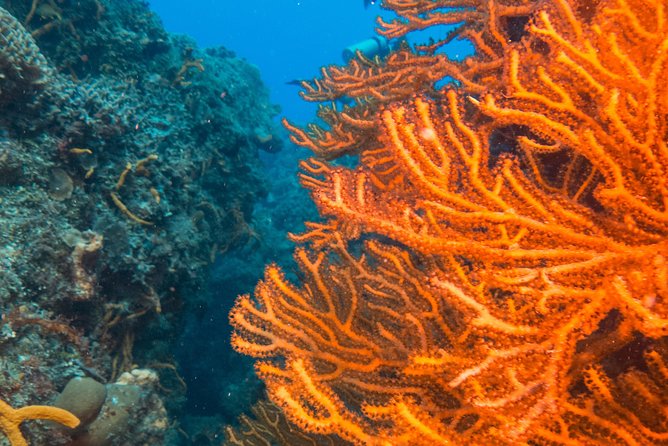 Scuba Diving in Cozumel Island - Cozumel’s Reef: Why This Plan Is More Than a Day on a Boat