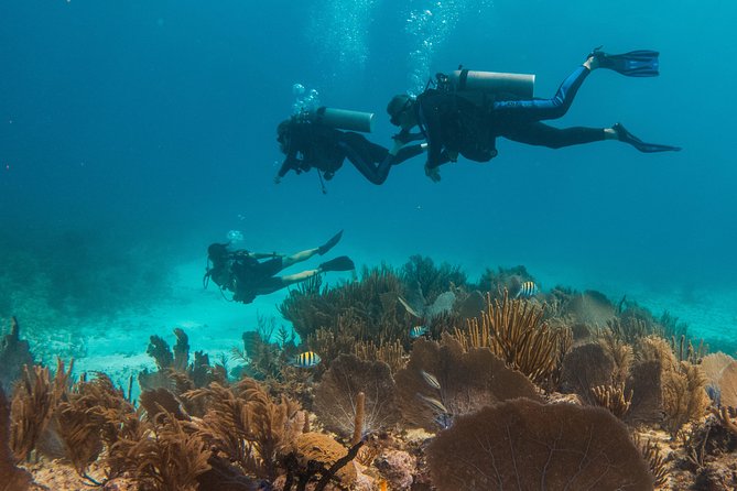 Scuba Diving in Cozumel Island - Boat-to-Guide Ratio: Why Four People Changes Everything