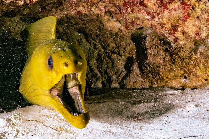 Scuba Diving in Cozumel Island - Who This Works Best For (And Who Should Rethink It)