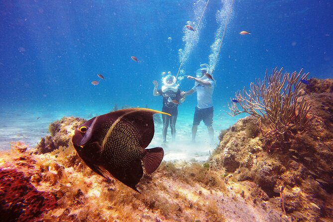 Sea Trek Adventure at Chankanaab National Park - Price and Value: The $79 Rate Plus the Park Fee
