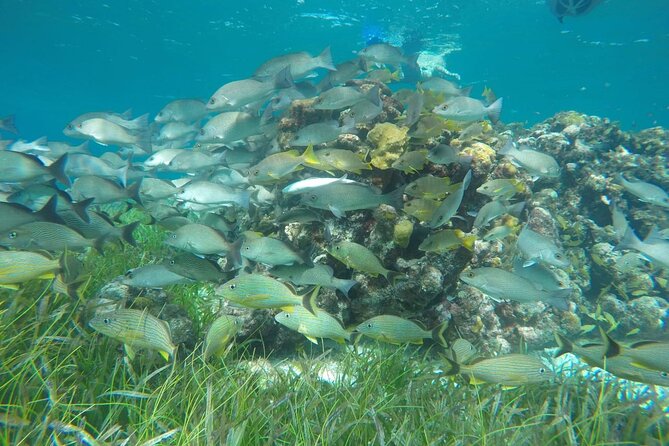Shared Sky Snorkeling in Cozumel - Colombia Reef and the Sea Turtle Sanctuary Stop